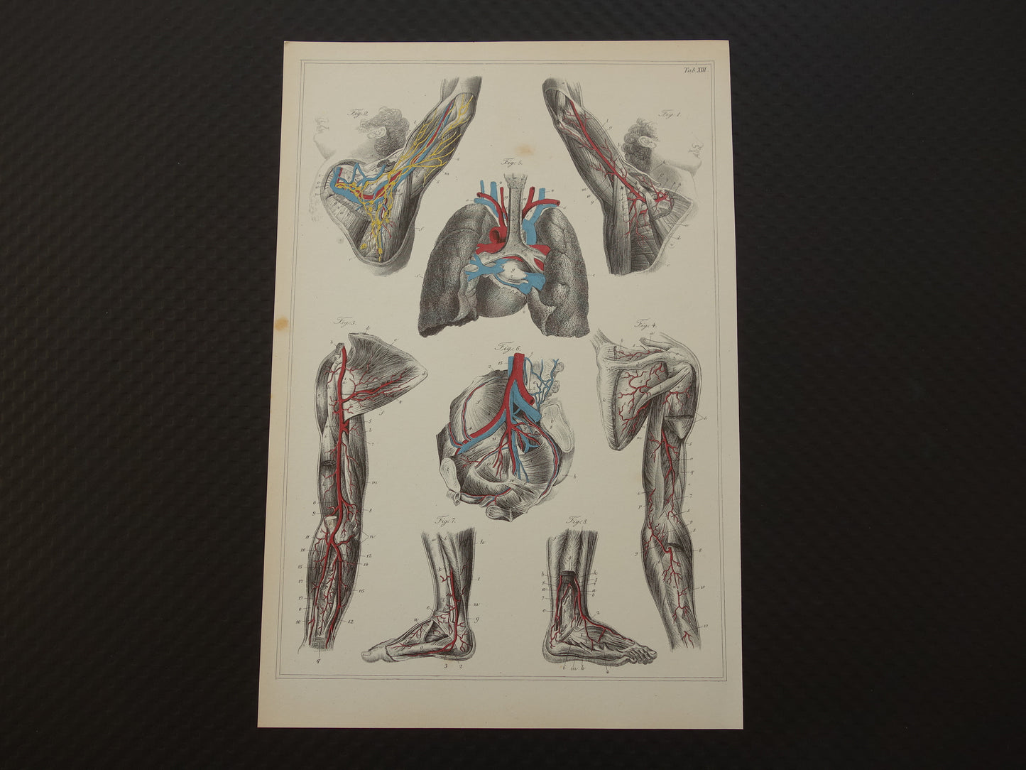 Oude anatomie prent Set van 4 vintage re-prints van antieke anatomische prenten Menselijk Lichaam