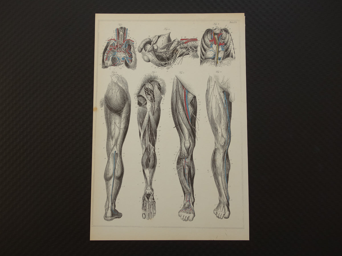 Oude anatomische prenten Set van 4 vintage prints Anatomie Mens