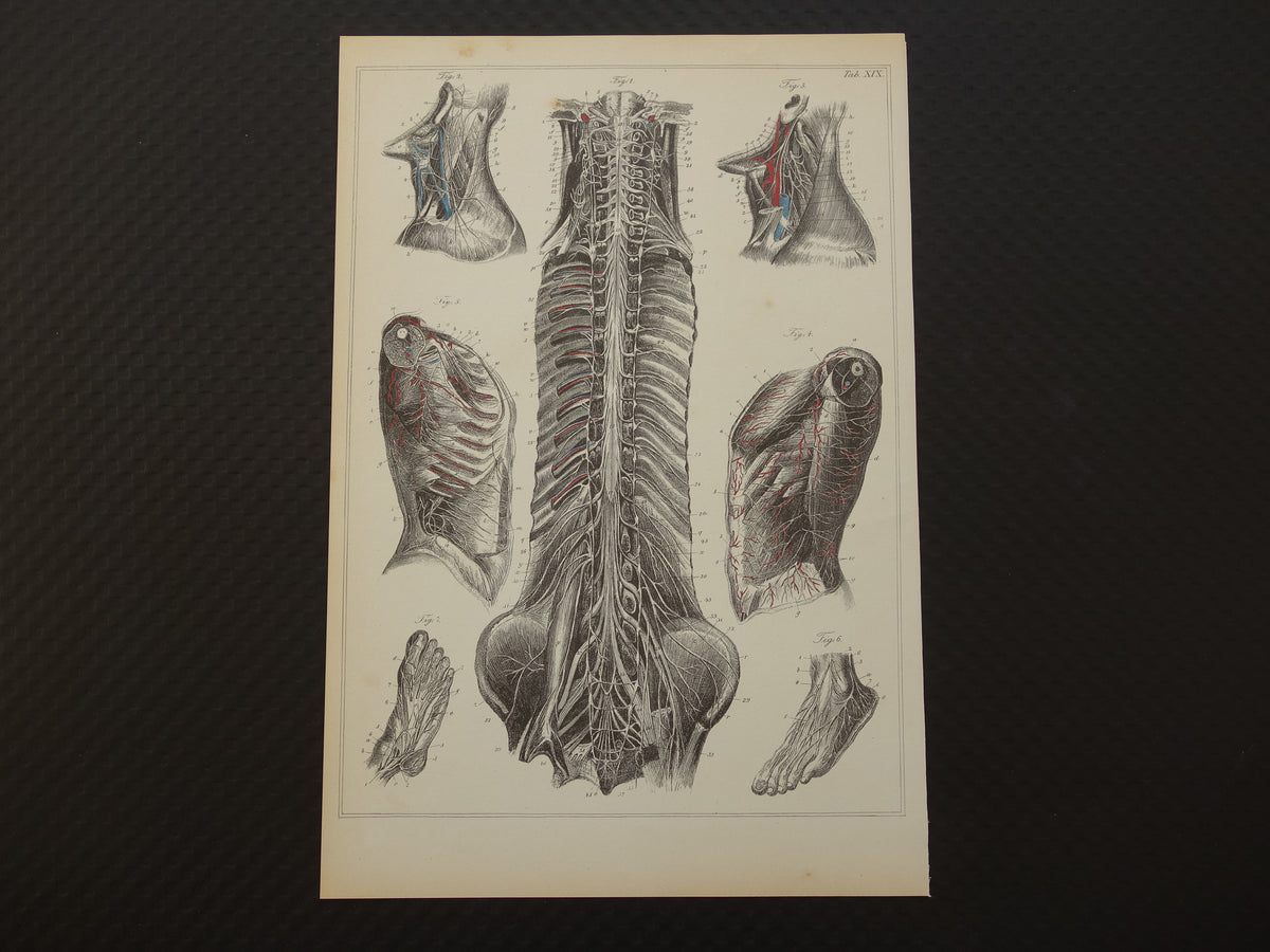 Oude anatomische prenten Set van 4 vintage prints Anatomie Mens