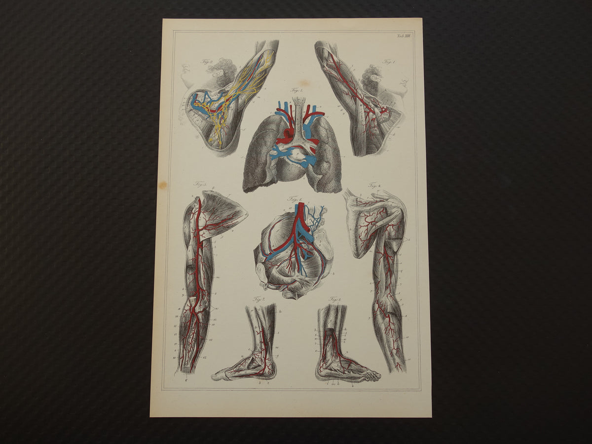 Oude anatomische prenten Set van 4 vintage prints Anatomie Mens