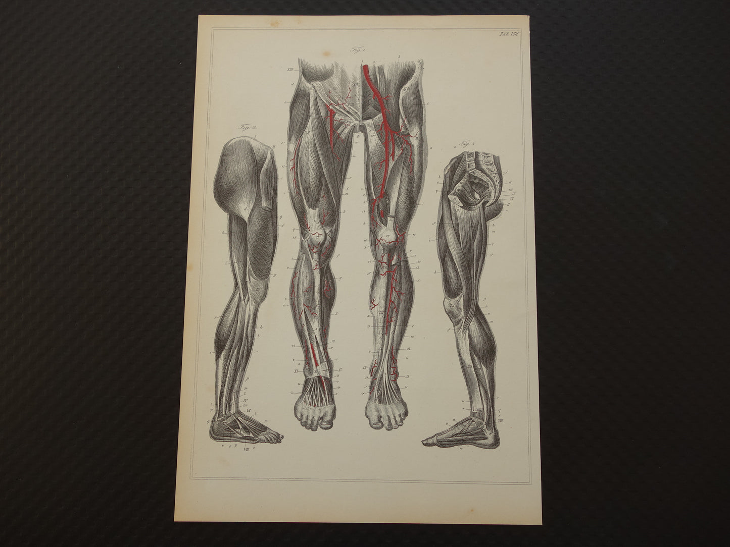 Oude anatomische prenten Set van 4 vintage prints Anatomie Mens