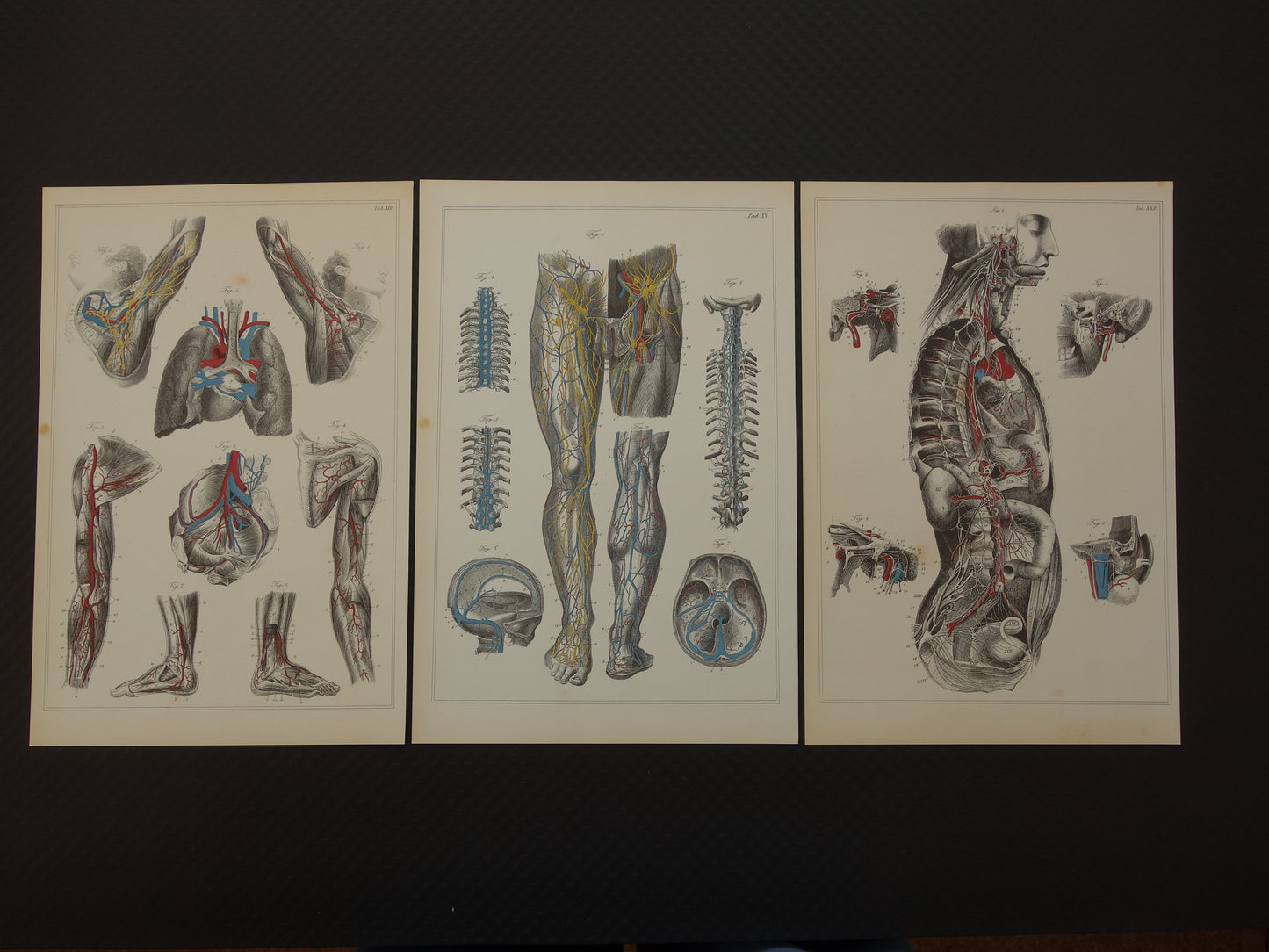 Oude anatomische prenten - set van 3 vintage prints Anatomie Mens