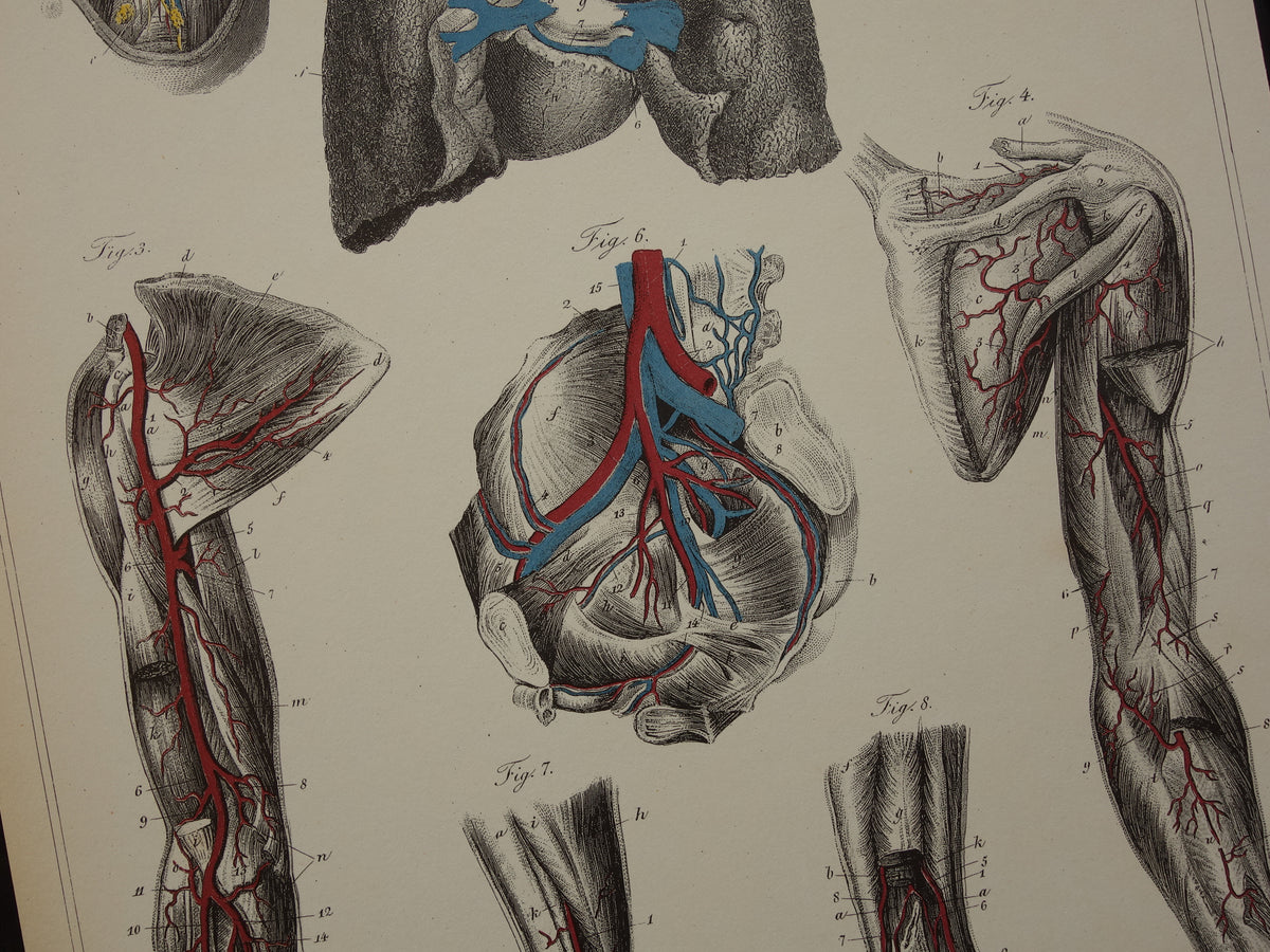 Old anatomical prints - set of 3 vintage prints Anatomy Human