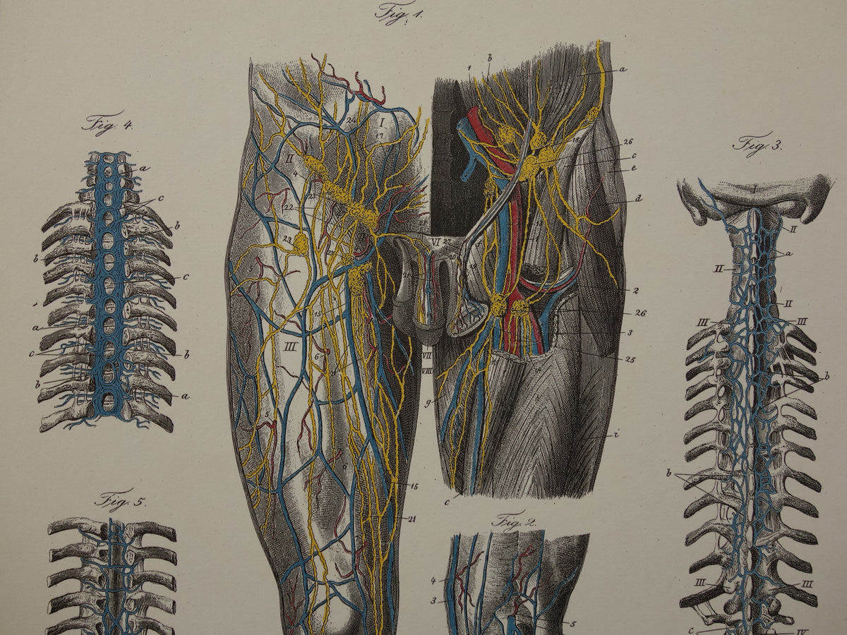 Old anatomical prints - set of 3 vintage prints Anatomy Human