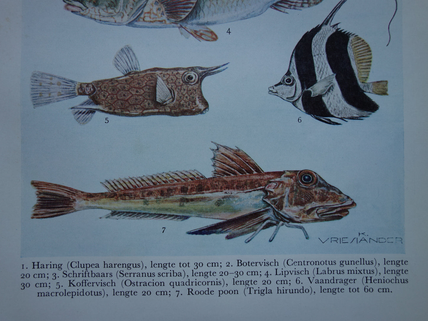 VISSEN oude illustratie set van 2 vintage prenten 1938 Originele Nederlandse Prent Prints