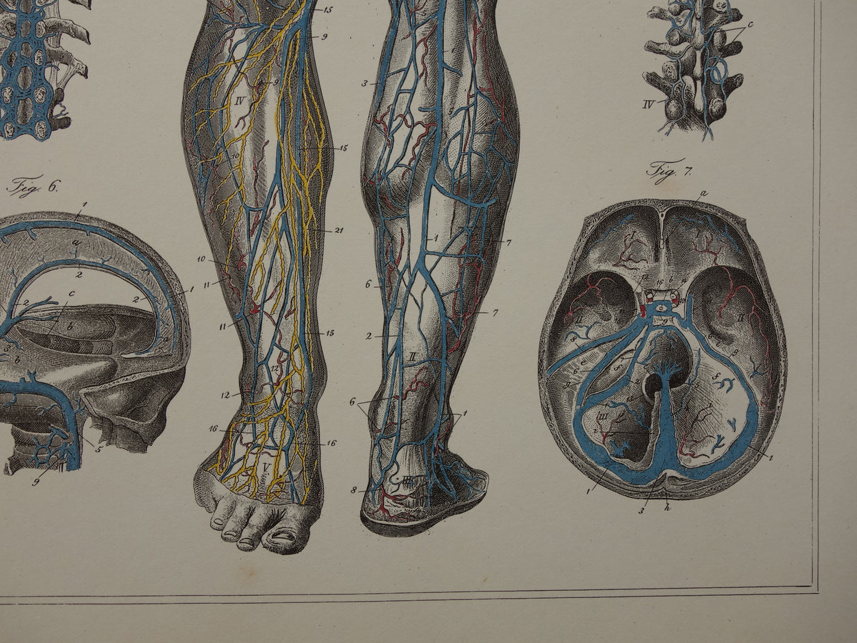 Old anatomical prints - set of 3 vintage prints Anatomy Human