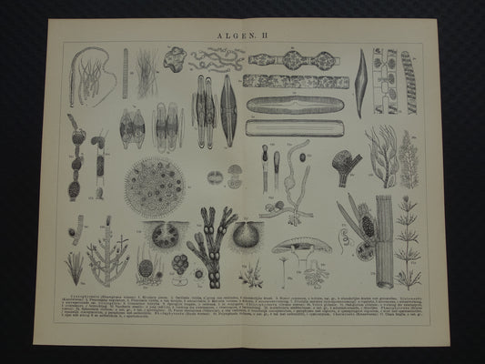 Originele antieke prent Algen Zeewier 1914 oude Nederlandse botanische prent Wieren Zeewieren vintage illustratie