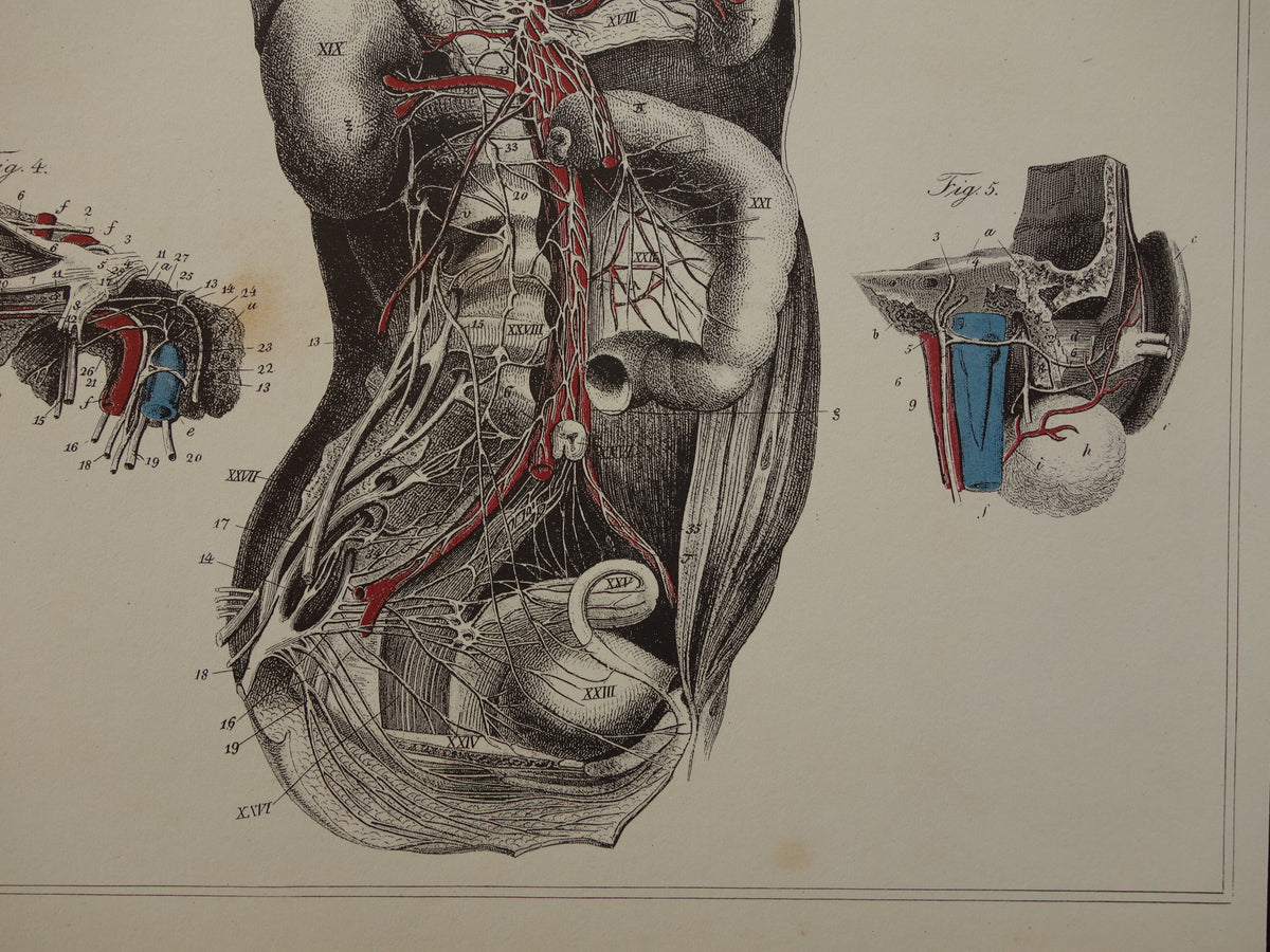 Old anatomical prints - set of 3 vintage prints Anatomy Human