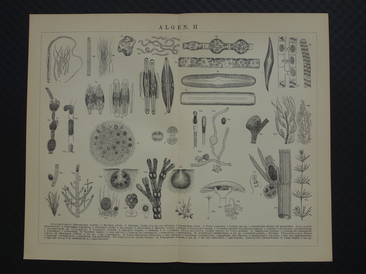 Originele antieke prent Algen Zeewier 1914 oude Nederlandse botanische prent Wieren Zeewieren vintage illustratie