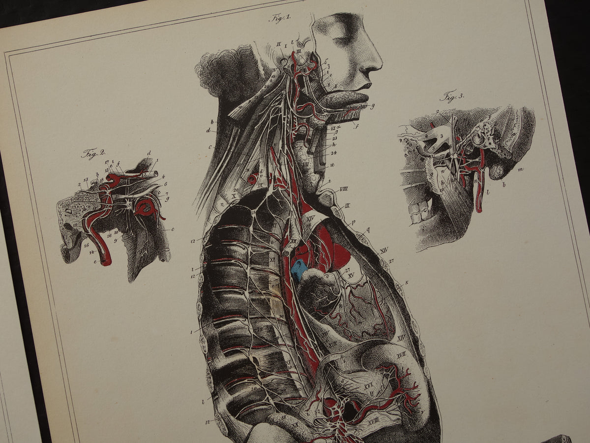 Old anatomical prints - set of 3 vintage prints Anatomy Human