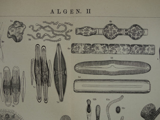 Originele antieke prent Algen Zeewier 1914 oude Nederlandse botanische prent Wieren Zeewieren vintage illustratie