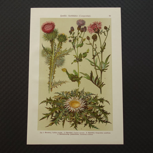 Oude botanische prent Distels originele antieke illustratie Distel prenten bloemen