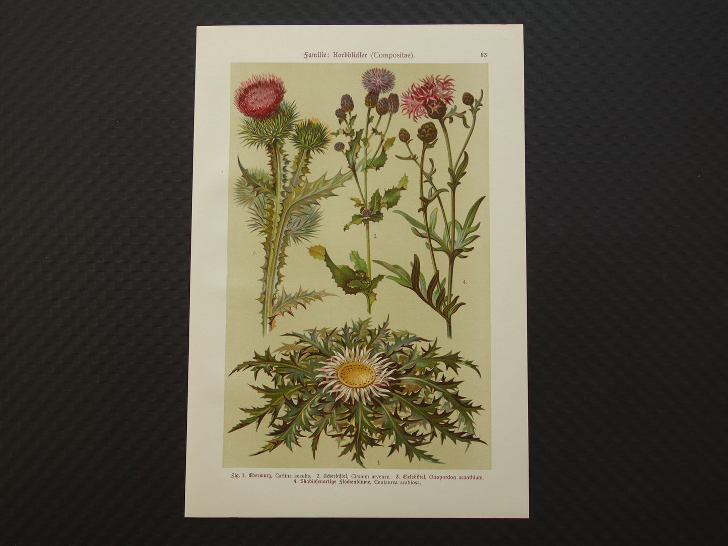 Oude botanische prent Distels originele antieke illustratie Distel prenten bloemen