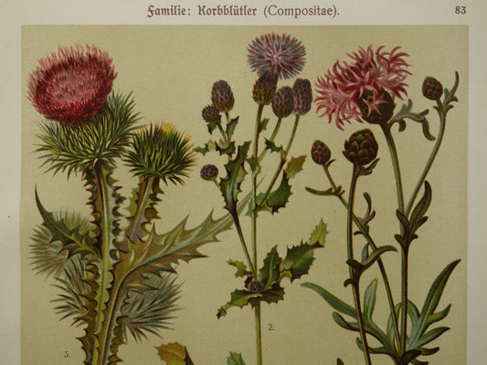 distel illustratie vintage