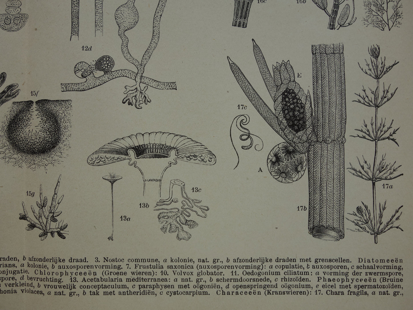 Originele antieke prent Algen Zeewier 1914 oude Nederlandse botanische prent Wieren Zeewieren vintage illustratie