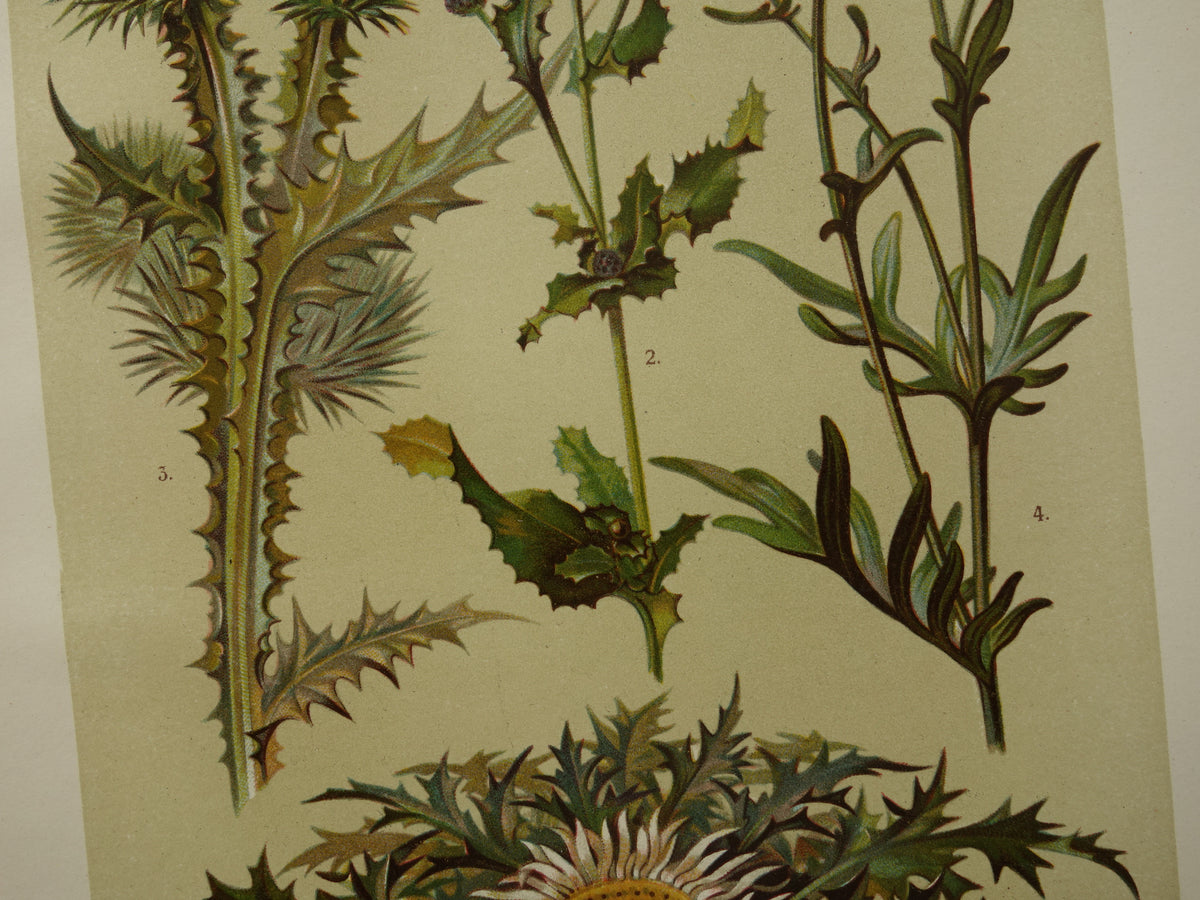Oude botanische prent Distels originele antieke illustratie Distel prenten bloemen