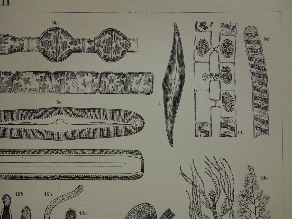 Originele antieke prent Algen Zeewier 1914 oude Nederlandse botanische prent Wieren Zeewieren vintage illustratie