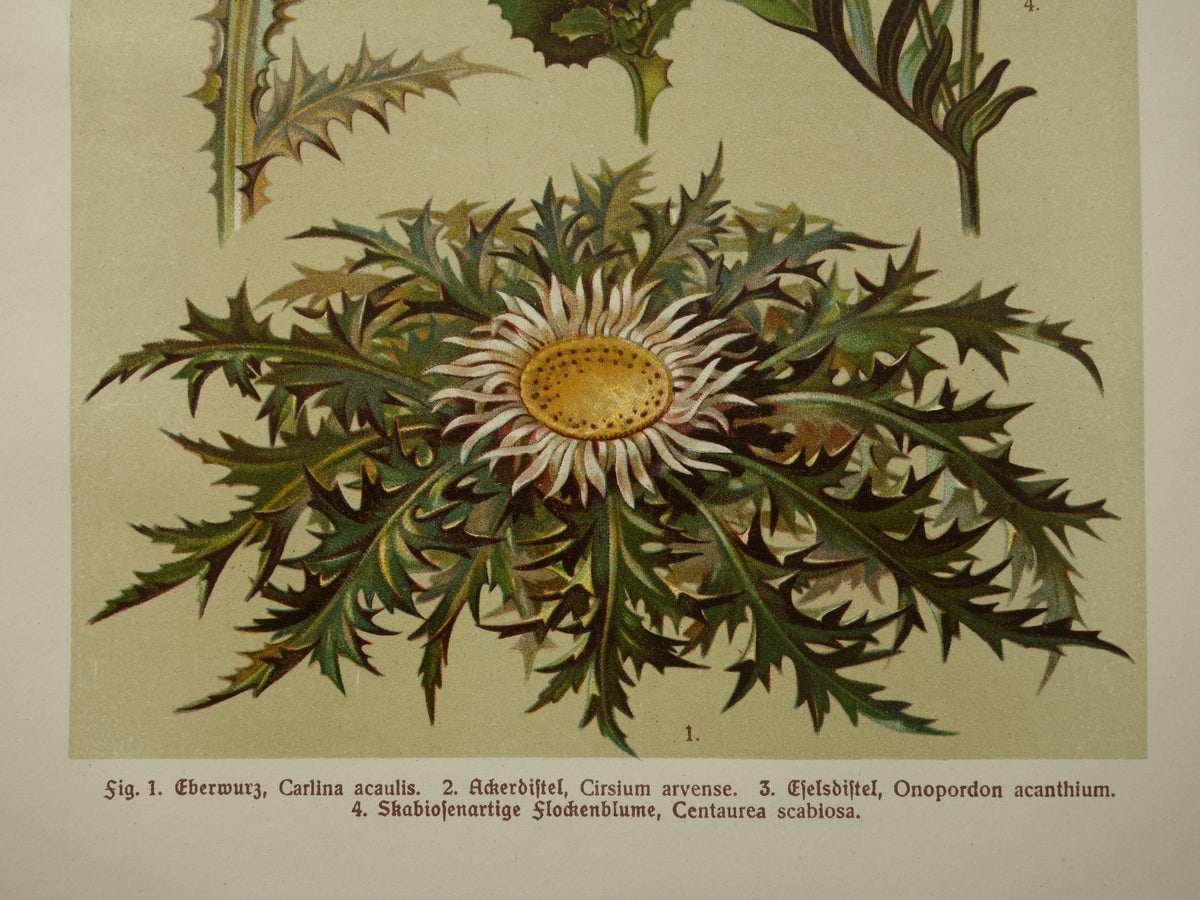 Oude botanische prent Distels originele antieke illustratie Distel prenten bloemen