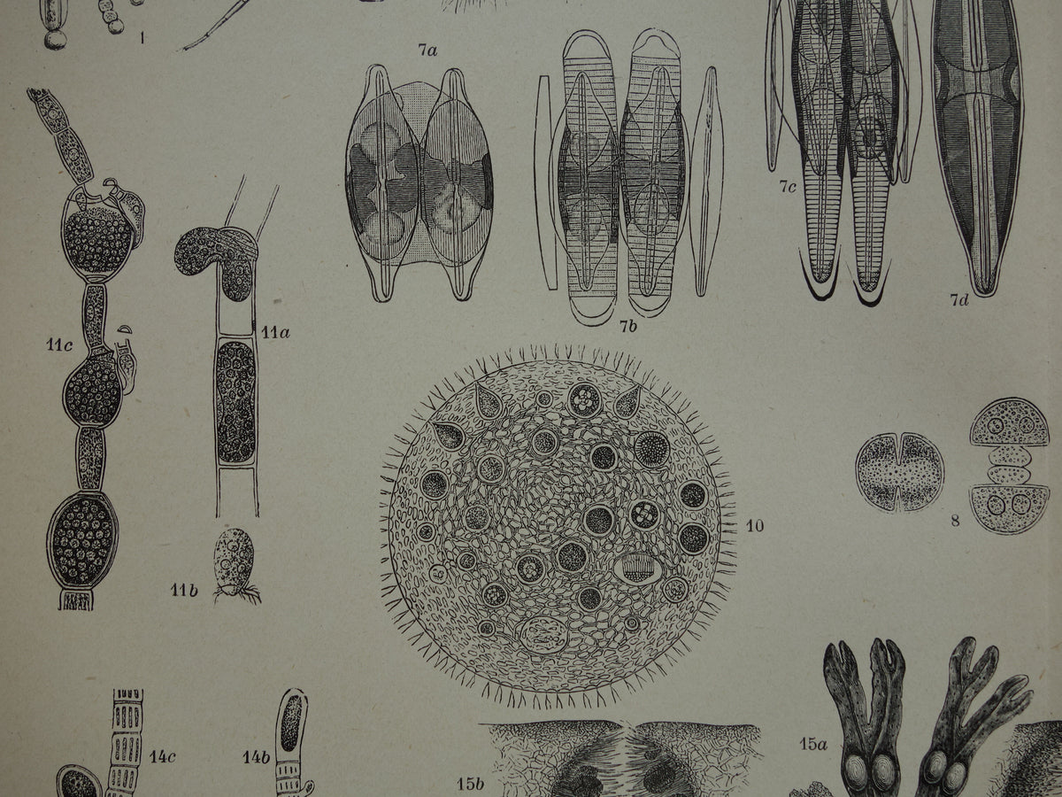 Originele antieke prent Algen Zeewier 1914 oude Nederlandse botanische prent Wieren Zeewieren vintage illustratie