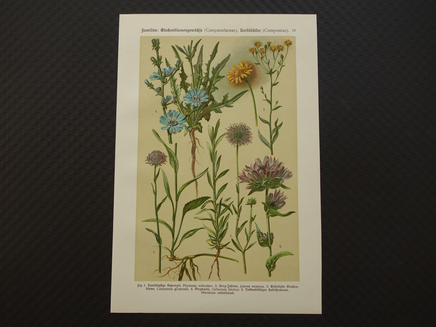 Alter botanischer Druck von 1911, Originalillustration einer wilden Wegwarte (Blumen).