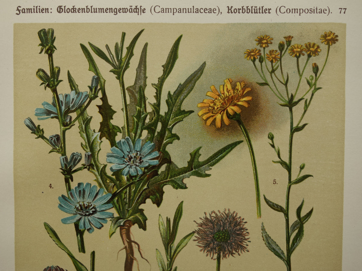 Oude botanische prent 1911 originele antieke illustratie Wilde cichorei botanie prenten bloemen