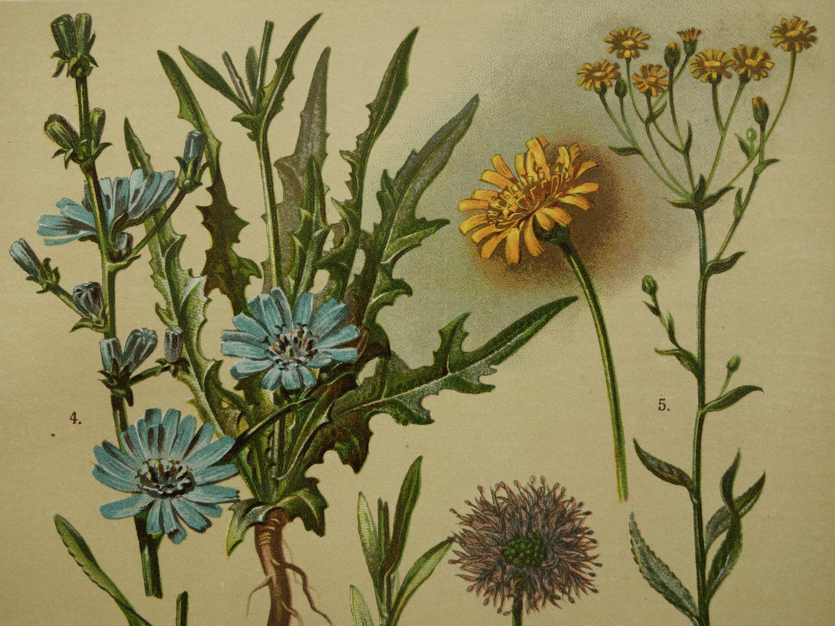 Oude botanische prent 1911 originele antieke illustratie Wilde cichorei botanie prenten bloemen