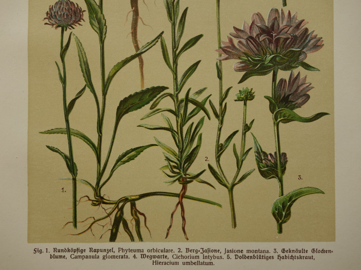 Oude botanische prent 1911 originele antieke illustratie Wilde cichorei botanie prenten bloemen