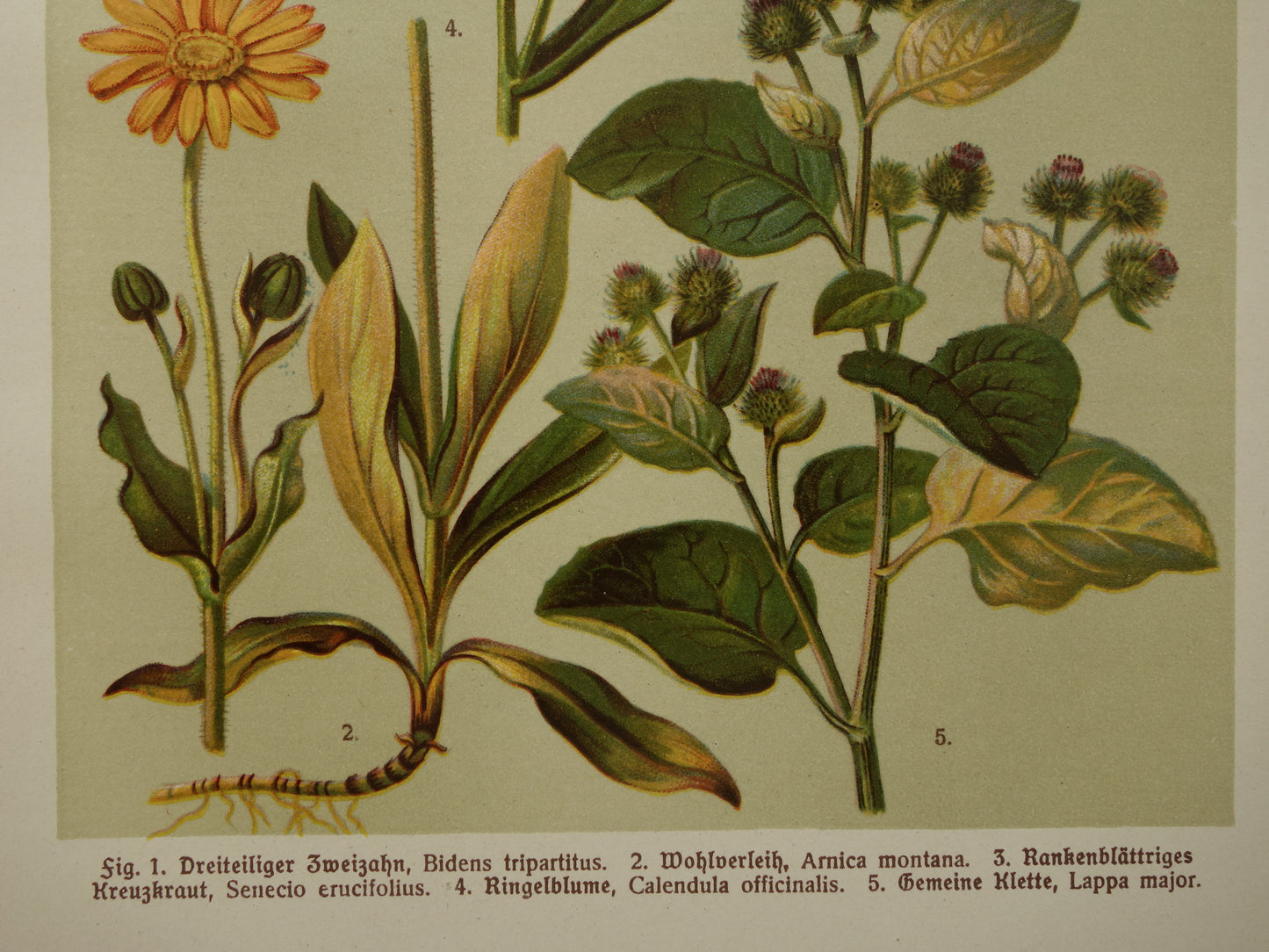 Alte botanische Drucke, Set aus zwei, Originalillustrationen von 1911, Gänseblümchen, Ringelblumen
