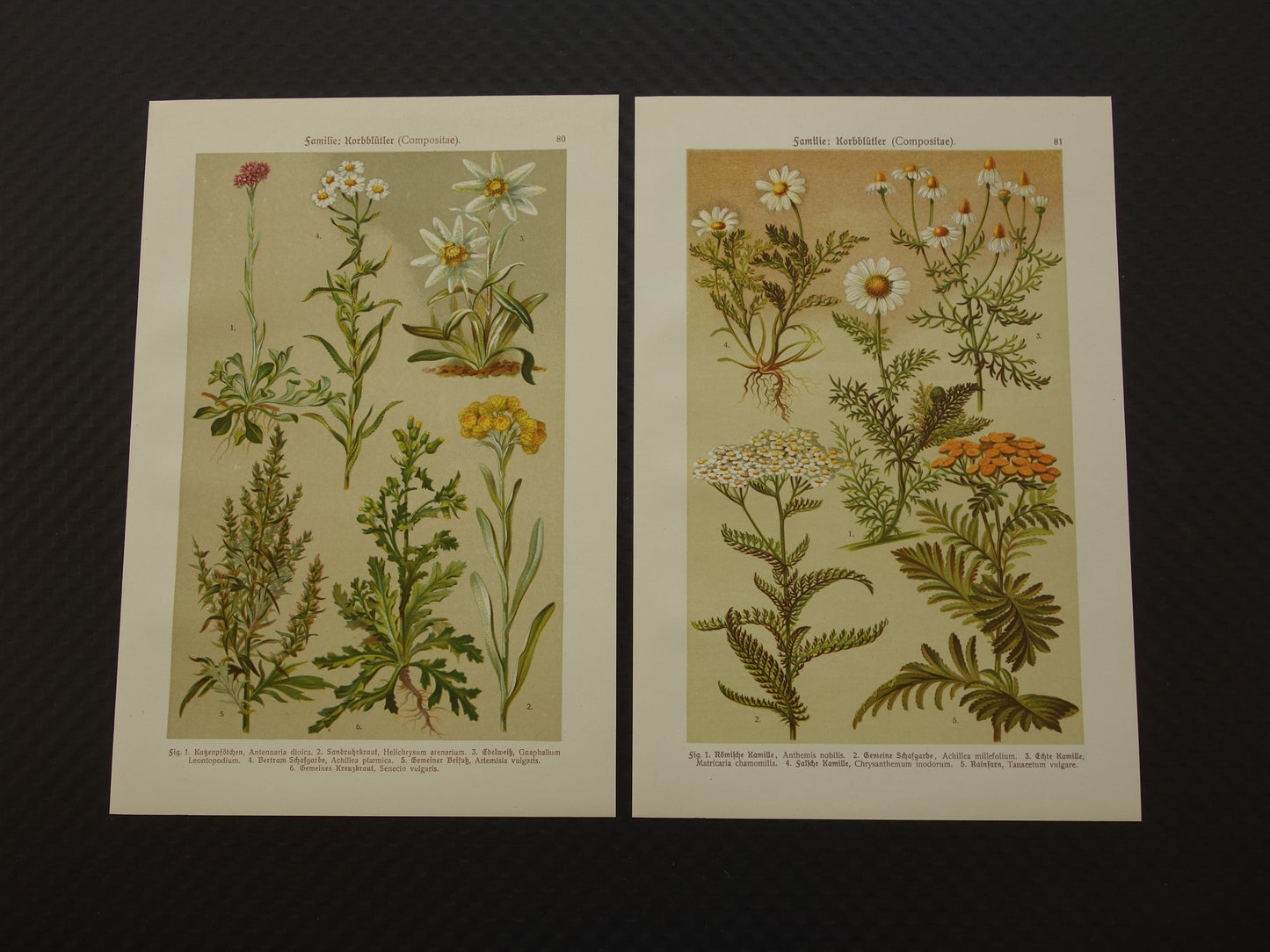 Alte botanische Drucke, Set aus zwei Originalillustrationen von 1911, Blumen und Pflanzen, Weiß, Gelb