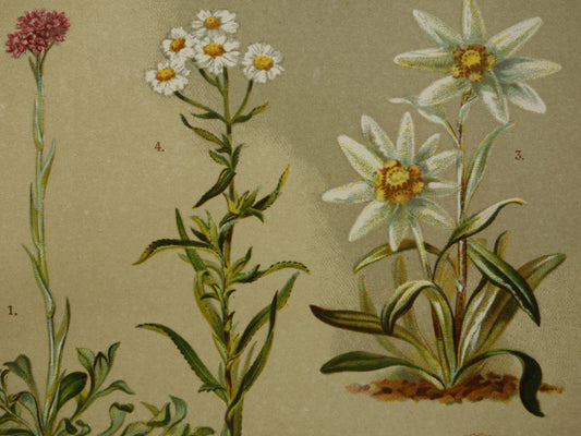 Old botanical prints set of two 1911 original antique illustration flowers plants White Yellow