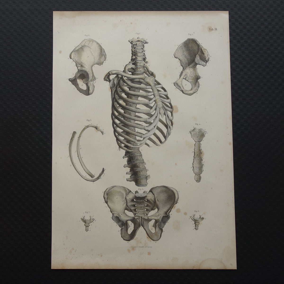 RIBBEN Oude anatomie print 1871 Antieke prent Bekken Ribbenkast Vintage anatomische illustratie