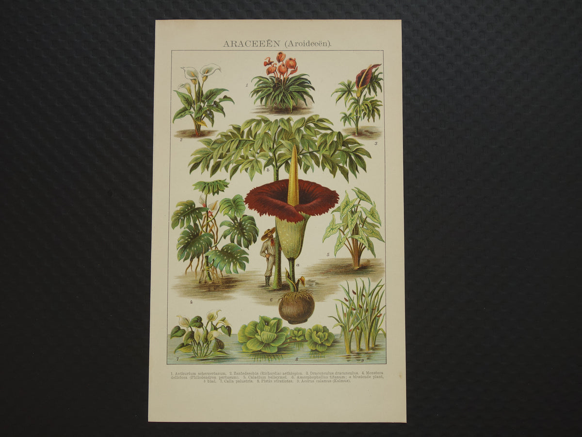 Oude botanische prent uit het jaar 1914 originele antieke reuzenaronskelk illustratie Araceae-planten kalmoes