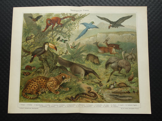 Oude prent van Jaguar Miereneter Toekan originele antieke dieren illustratie Neotropische Fauna vintage print
