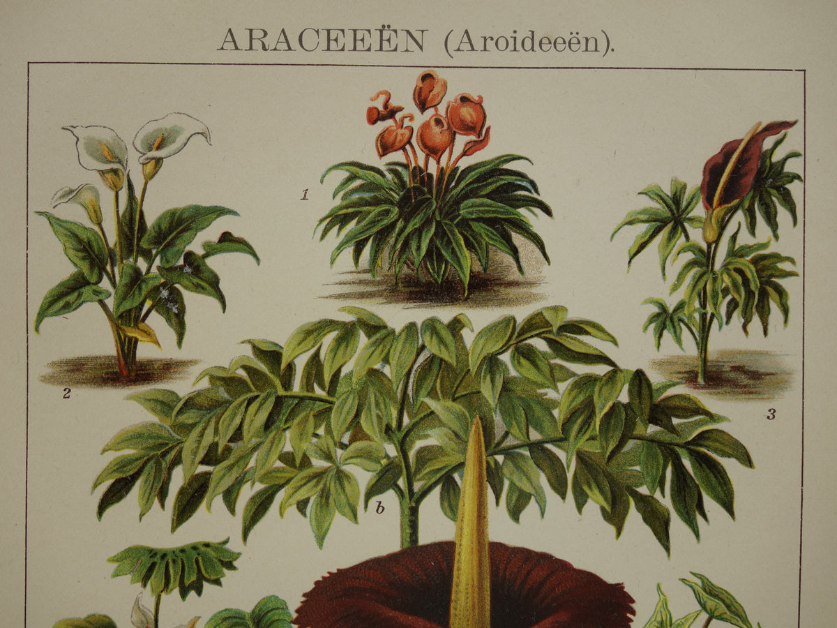 Oude botanische prent uit het jaar 1914 originele antieke reuzenaronskelk illustratie Araceae-planten kalmoes