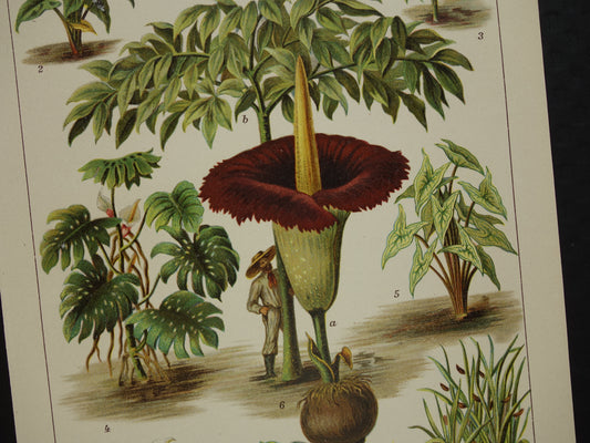 Oude botanische prent uit het jaar 1914 originele antieke reuzenaronskelk illustratie Araceae-planten kalmoes