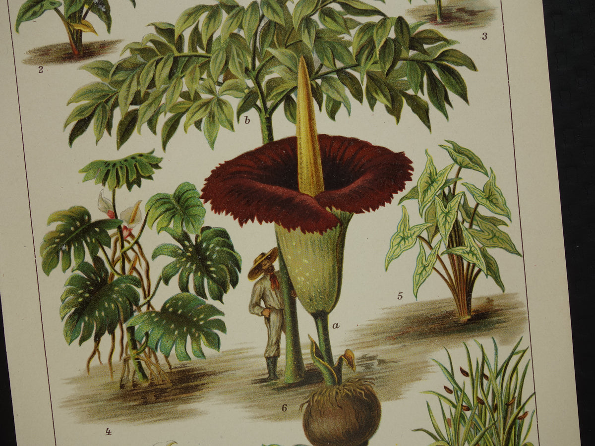 Oude botanische prent uit het jaar 1914 originele antieke reuzenaronskelk illustratie Araceae-planten kalmoes