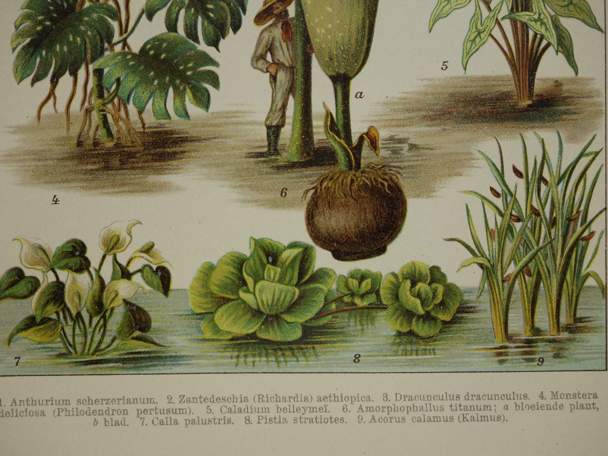 Oude botanische prent uit het jaar 1914 originele antieke reuzenaronskelk illustratie Araceae-planten kalmoes