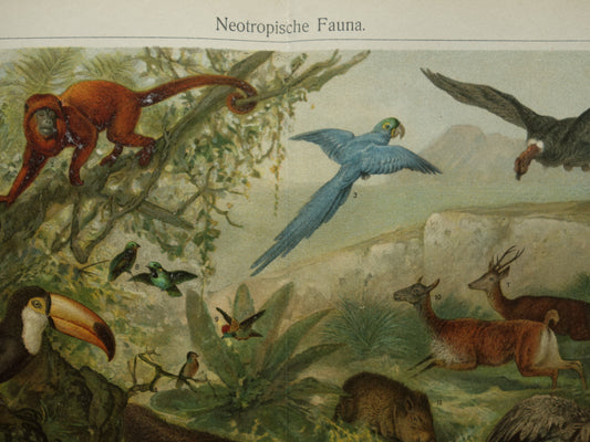 Old print of Jaguar Anteater Toucan original antique animal illustration Neotropical Fauna vintage print