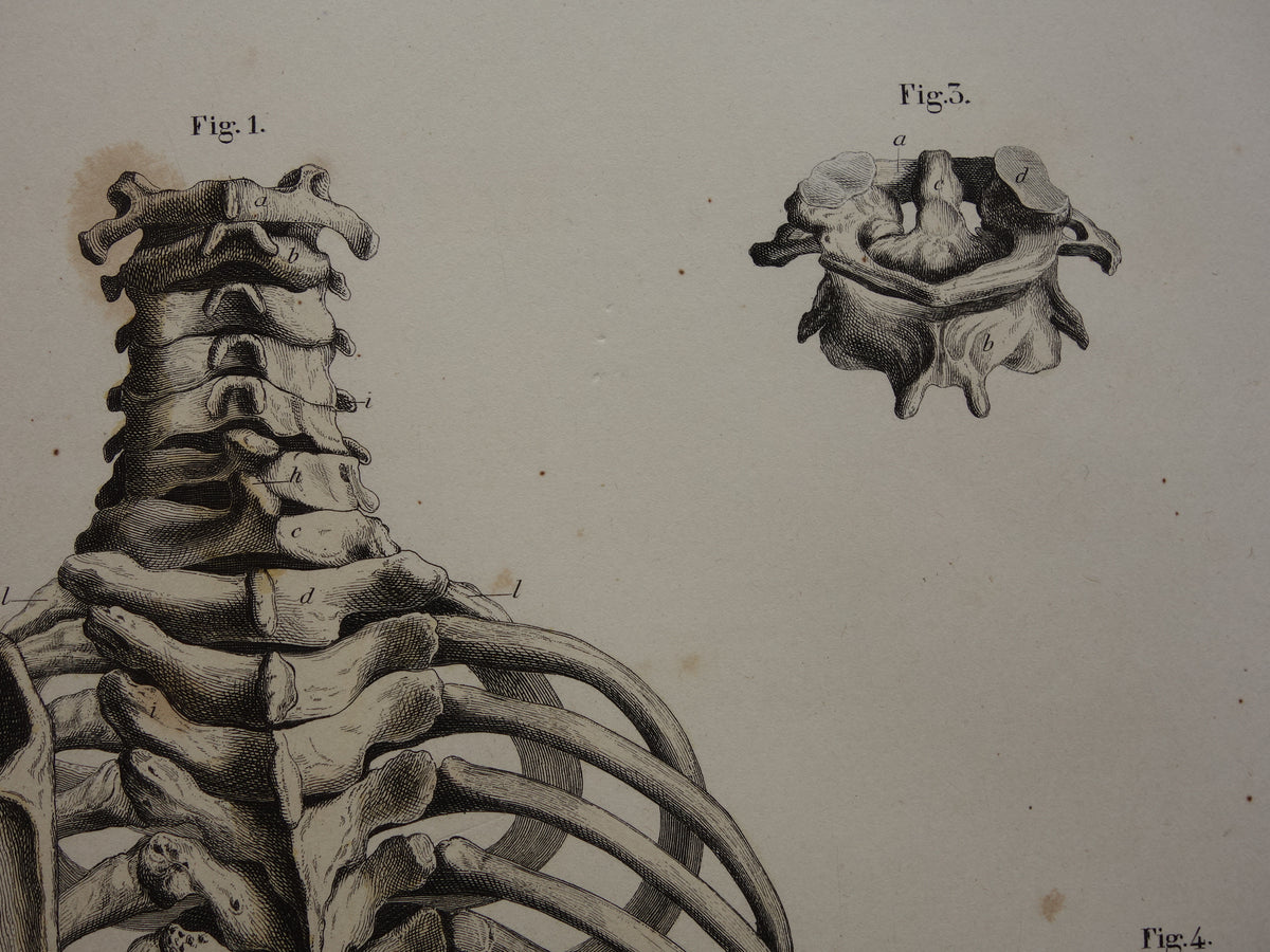 RIBCAGE Old anatomy print 1871 Antique print Pelvis Vintage anatomical illustration Vertebrae