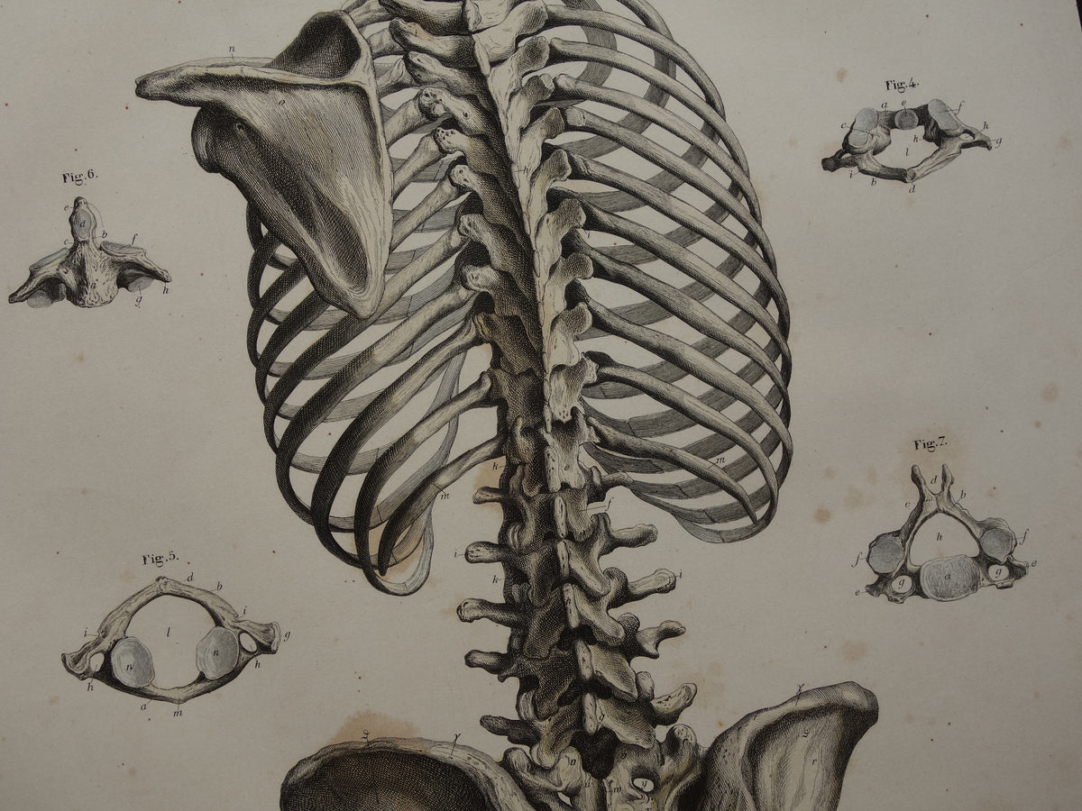 RIBCAGE Old anatomy print 1871 Antique print Pelvis Vintage anatomical illustration Vertebrae