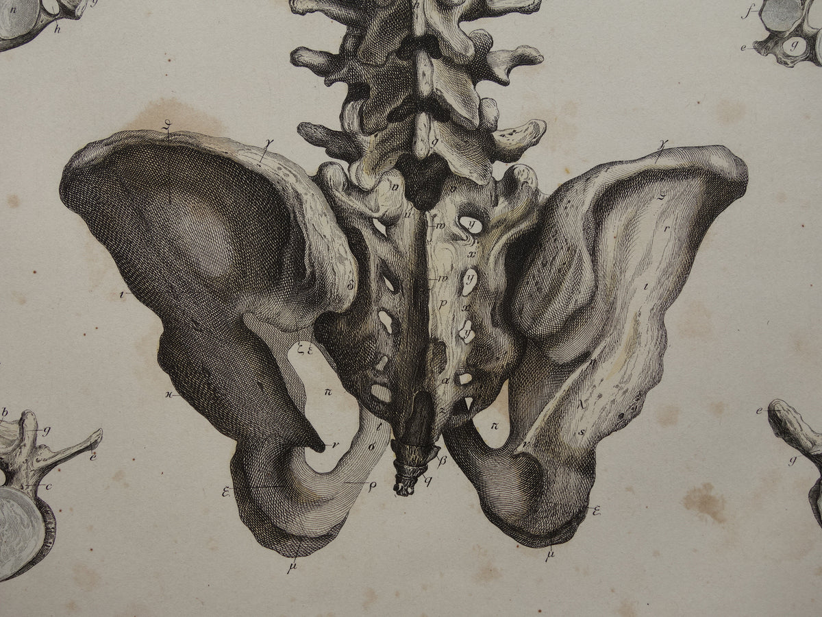 RIBCAGE Old anatomy print 1871 Antique print Pelvis Vintage anatomical illustration Vertebrae