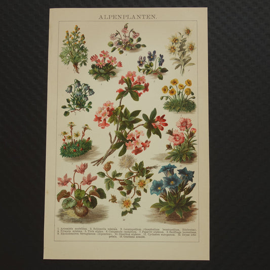 ALPENPLANTEN Originele oude botanische prent bloemen uit de Alpen 1914 kleine antieke Nederlandse vintage illustratie planten