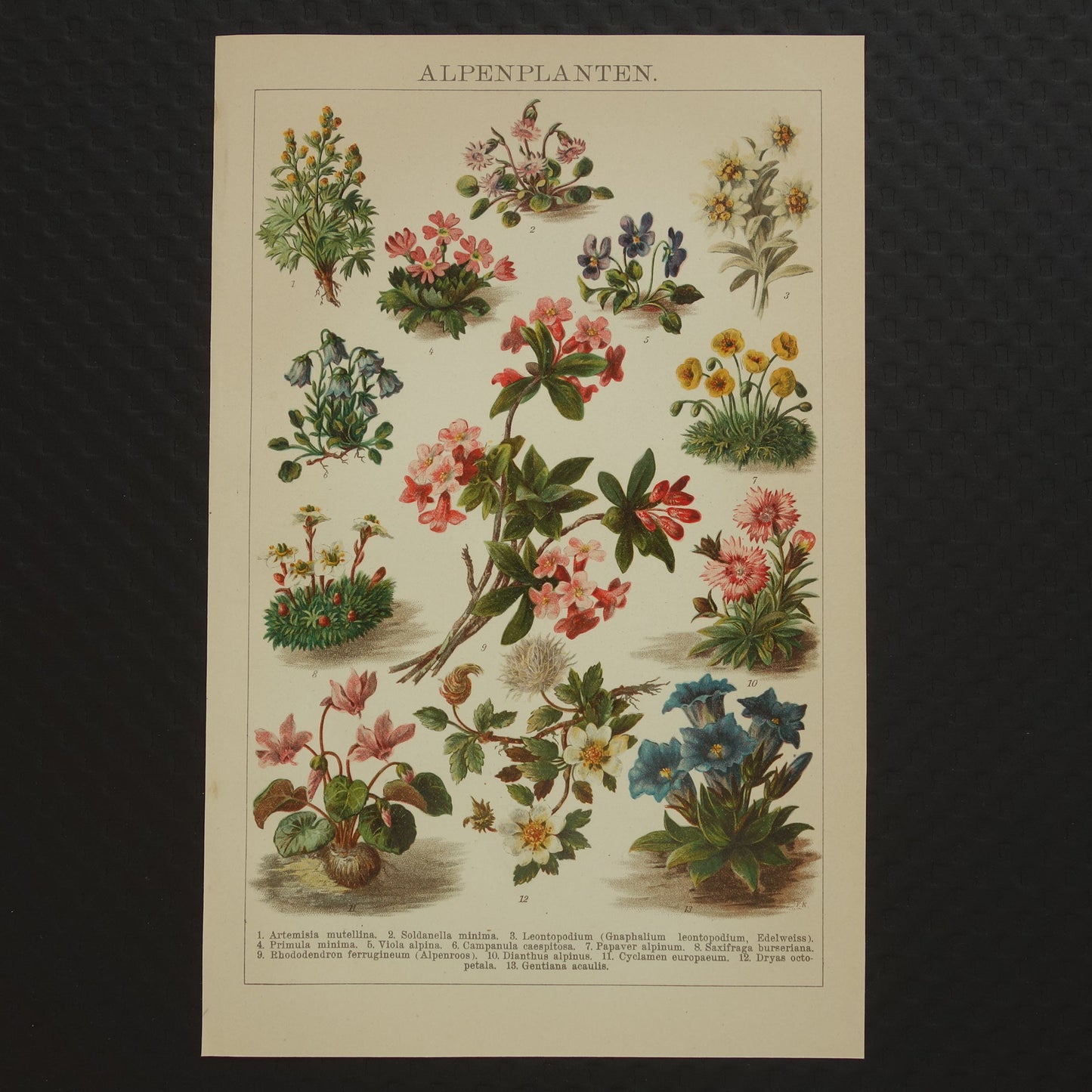 ALPENPLANTEN Originele oude botanische prent bloemen uit de Alpen 1914 kleine antieke Nederlandse vintage illustratie planten