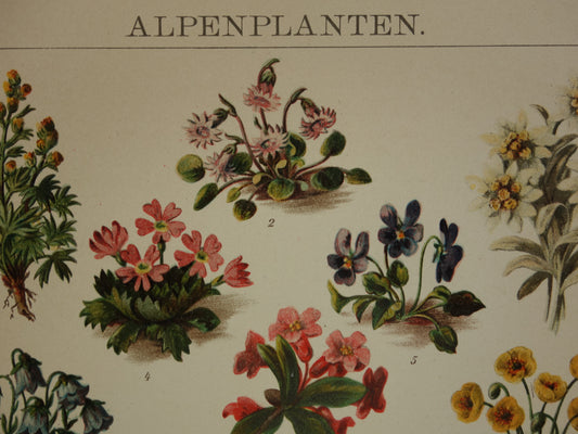 ALPENPLANTEN Originele oude botanische prent bloemen uit de Alpen 1914 kleine antieke Nederlandse vintage illustratie planten