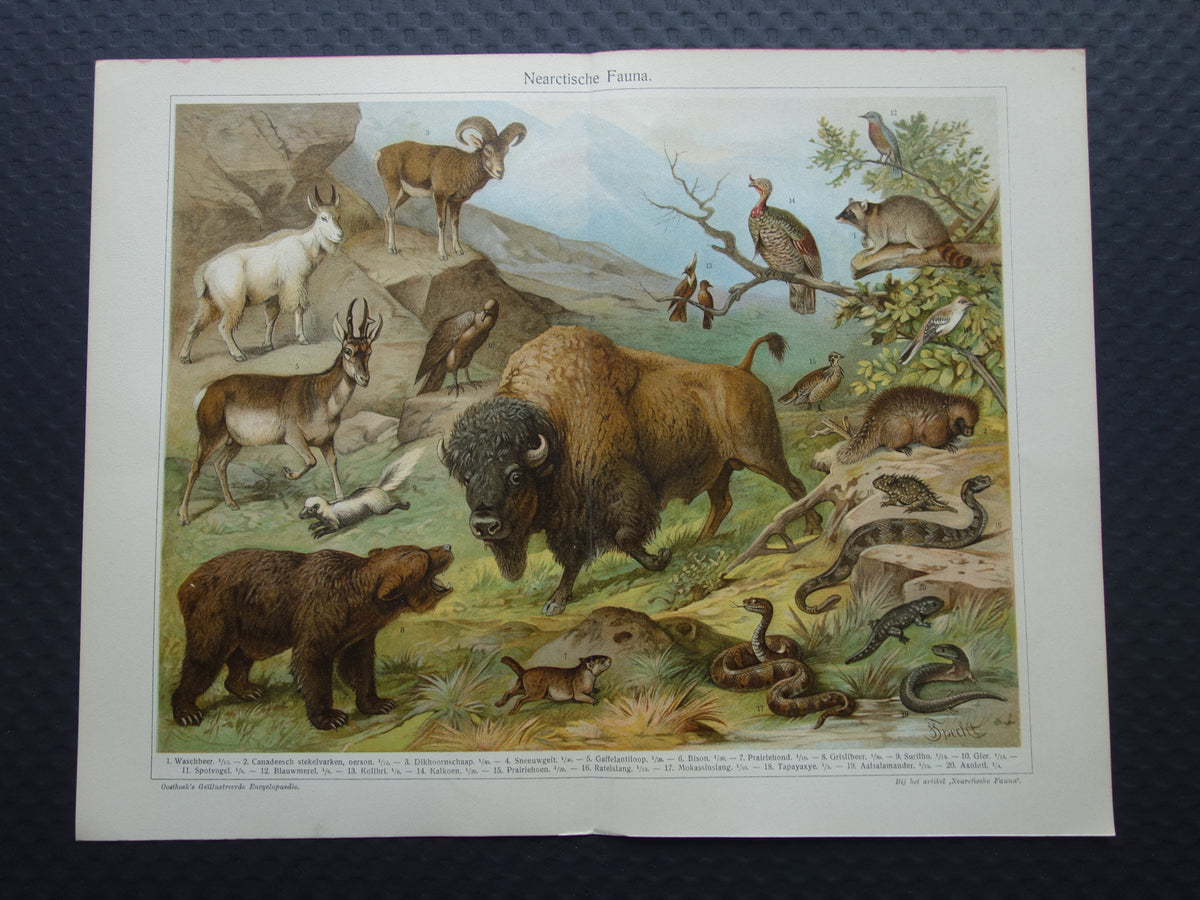 Oude prent van Bizon Grizzlybeer originele antieke dieren illustratie Nearctische Fauna vintage print