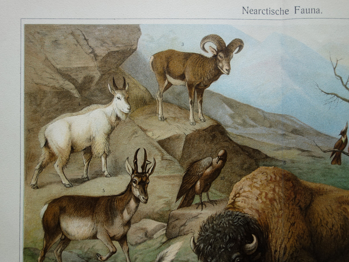 Oude prent van Bizon Grizzlybeer originele antieke dieren illustratie Nearctische Fauna vintage print