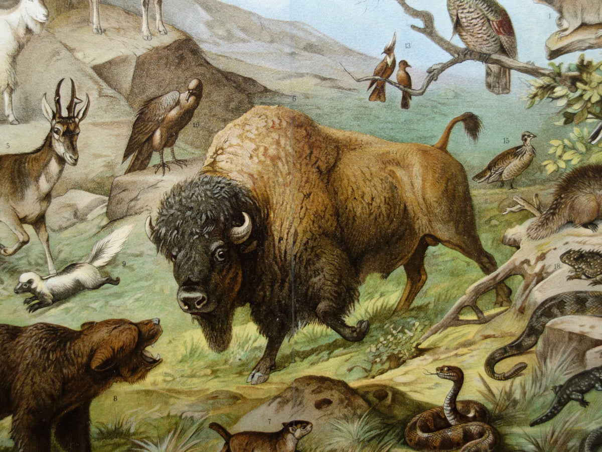 Oude prent van Bizon Grizzlybeer originele antieke dieren illustratie Nearctische Fauna vintage print