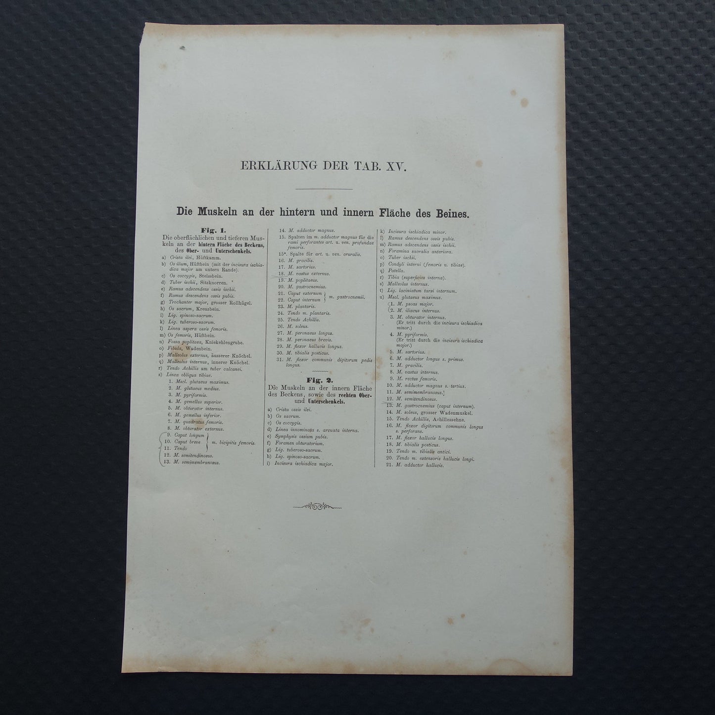 BEENSPIEREN Oude anatomie prent 1871 Originele antieke gravure benen spier posterior Vintage anatomische illustratie