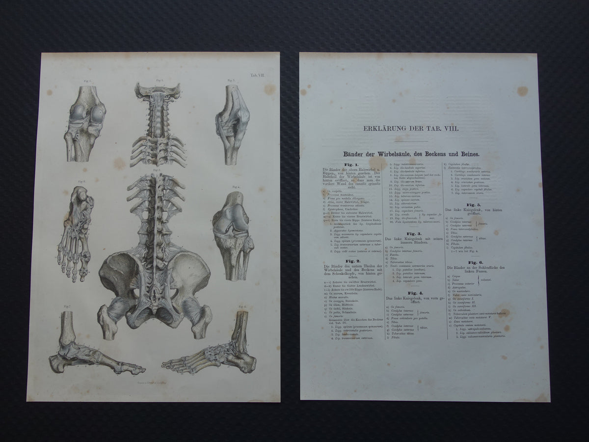 Oude anatomie print 1871 Antieke prent Nek Knie Voet Vintage anatomische illustratie Botten