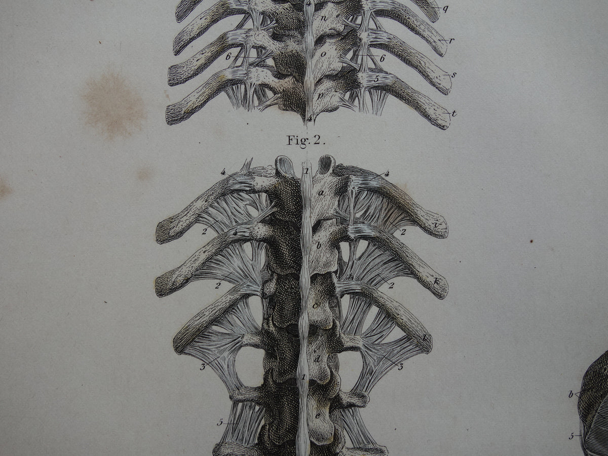 Oude anatomie print 1871 Antieke prent Nek Knie Voet Vintage anatomische illustratie Botten